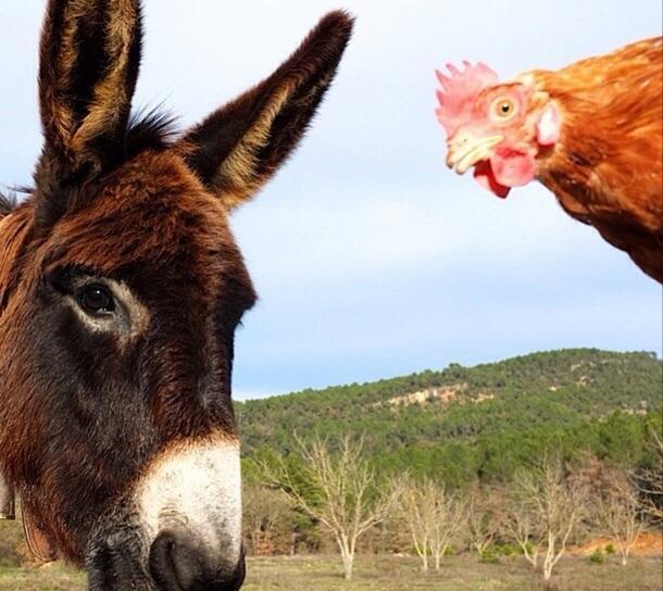Masia Ca L'Anima La Baronia de Rialb Ruang foto