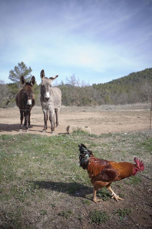 Masia Ca L'Anima La Baronia de Rialb Ruang foto