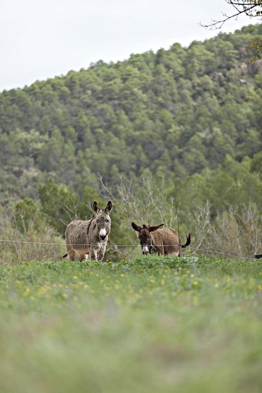 Masia Ca L'Anima La Baronia de Rialb Ruang foto